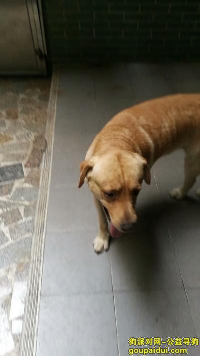 【东莞找狗】，两岁大拉布拉多于8月30号晚十点之后在花园新村和莞城交界附近走失，它是一只非常可爱的宠物狗狗，希望它早日回家，不要变成流浪狗。