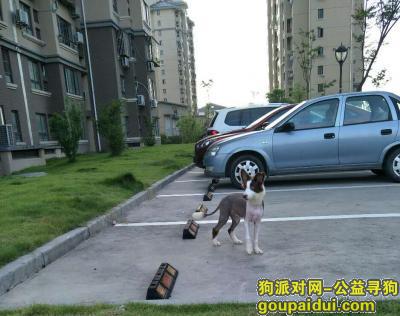 【上海找狗】，寻找母狗-咖啡色边牧，它是一只非常可爱的宠物狗狗，希望它早日回家，不要变成流浪狗。