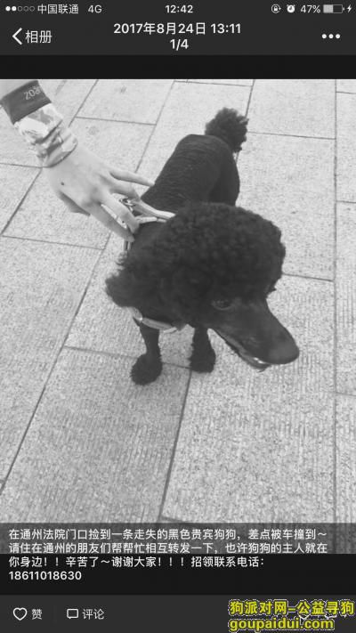 北京捡到狗，已被领养 此贴作废，它是一只非常可爱的宠物狗狗，希望它早日回家，不要变成流浪狗。