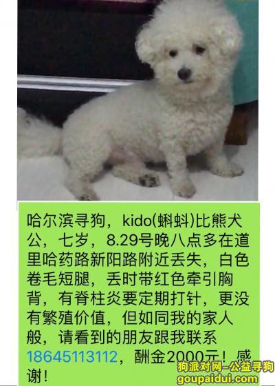 【哈尔滨找狗】，哈尔滨寻狗白色比熊犬，公狗，它是一只非常可爱的宠物狗狗，希望它早日回家，不要变成流浪狗。