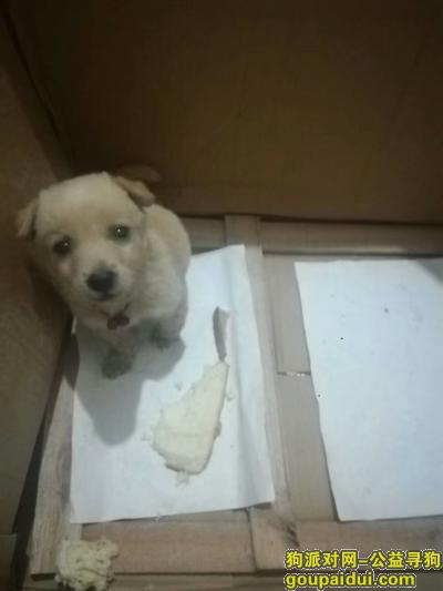 【沧州找狗】，泊头市寻找大约两个月的黄色小母狗，它是一只非常可爱的宠物狗狗，希望它早日回家，不要变成流浪狗。
