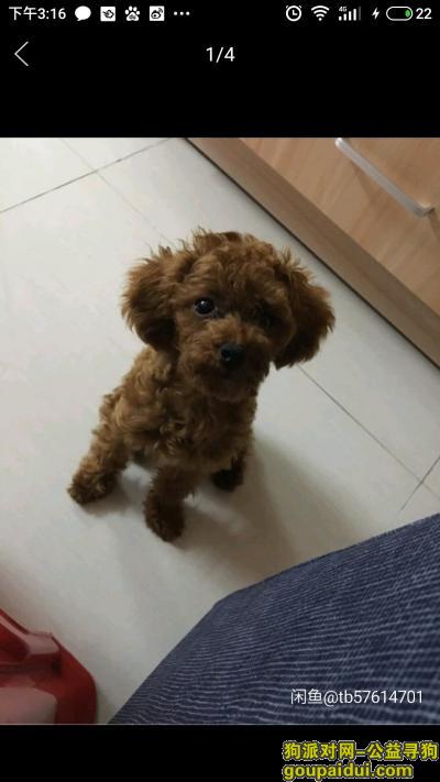 万江情人节晚上11点丢失泰迪串红棕色，它是一只非常可爱的宠物狗狗，希望它早日回家，不要变成流浪狗。