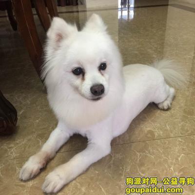 9月4日下午2点在邻瑞广场走丢一只全身白色的日本尖嘴，它是一只非常可爱的宠物狗狗，希望它早日回家，不要变成流浪狗。