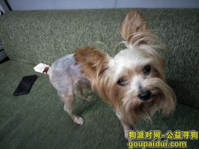 北京寻狗主人，东坝 康静里 常青藤附近 公狗，它是一只非常可爱的宠物狗狗，希望它早日回家，不要变成流浪狗。
