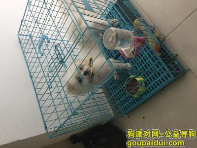 南昌找狗，白色串串小狗   体重12斤左右，它是一只非常可爱的宠物狗狗，希望它早日回家，不要变成流浪狗。