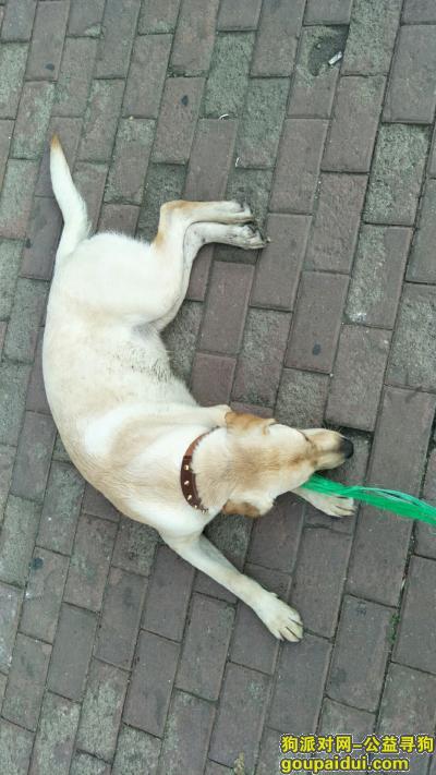 【哈尔滨捡到狗】，安和街附近捡到一只狗狗，它是一只非常可爱的宠物狗狗，希望它早日回家，不要变成流浪狗。
