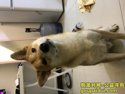 【北京找狗】，重金酬谢5000元北京新发地重金寻狗，它是一只非常可爱的宠物狗狗，希望它早日回家，不要变成流浪狗。