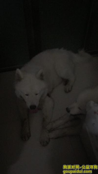【广州找狗】，白色萨摩耶  好心人帮忙，它是一只非常可爱的宠物狗狗，希望它早日回家，不要变成流浪狗。