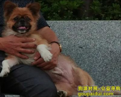 请大家一定帮帮我，9月8日晚汽车西站湘浙市场走丢黄色小型犬，它是一只非常可爱的宠物狗狗，希望它早日回家，不要变成流浪狗。