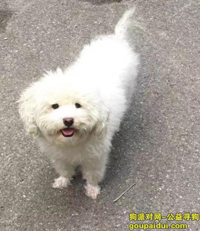 【北京找狗】，跑丢的比熊犬（巧克力），它是一只非常可爱的宠物狗狗，希望它早日回家，不要变成流浪狗。