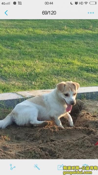寻找爱犬阿旺母狗，个子中等宝善寺附近，它是一只非常可爱的宠物狗狗，希望它早日回家，不要变成流浪狗。