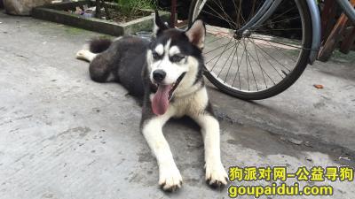 广州捡到狗，广州白云区滘心村捡到公哈士奇一只，它是一只非常可爱的宠物狗狗，希望它早日回家，不要变成流浪狗。