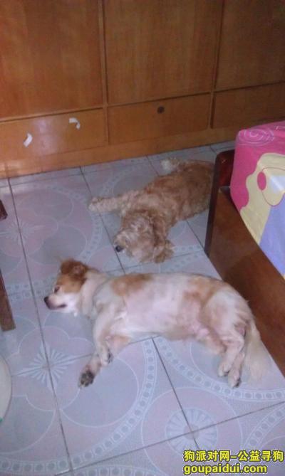 【江门找狗】，寻找2只爱犬：蝴蝶犬和混种贵宾，它是一只非常可爱的宠物狗狗，希望它早日回家，不要变成流浪狗。