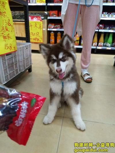 【郑州找狗】，丢失一条浅红棕色阿拉斯加，它是一只非常可爱的宠物狗狗，希望它早日回家，不要变成流浪狗。