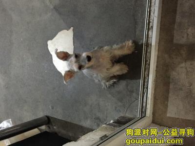 【北京找狗】，北京香山地区寻找雪纳瑞弟弟，它是一只非常可爱的宠物狗狗，希望它早日回家，不要变成流浪狗。