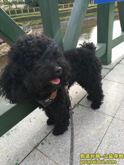 【哈尔滨找狗】，松北区寻找黑色泰迪狗，它是一只非常可爱的宠物狗狗，希望它早日回家，不要变成流浪狗。