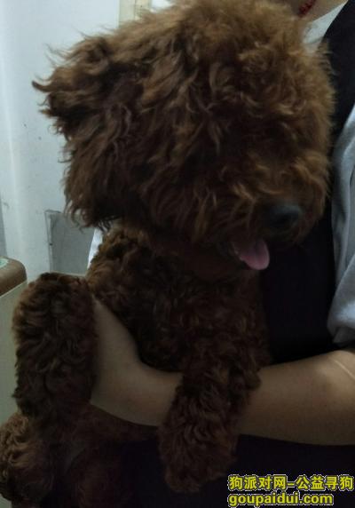 【福州捡到狗】，福州学生街万里青年公馆捡到只泰迪小狗，它是一只非常可爱的宠物狗狗，希望它早日回家，不要变成流浪狗。