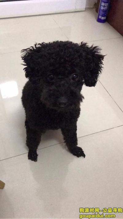 惠州寻狗启示，惠州乌石寻找黑色泰迪妹妹，它是一只非常可爱的宠物狗狗，希望它早日回家，不要变成流浪狗。