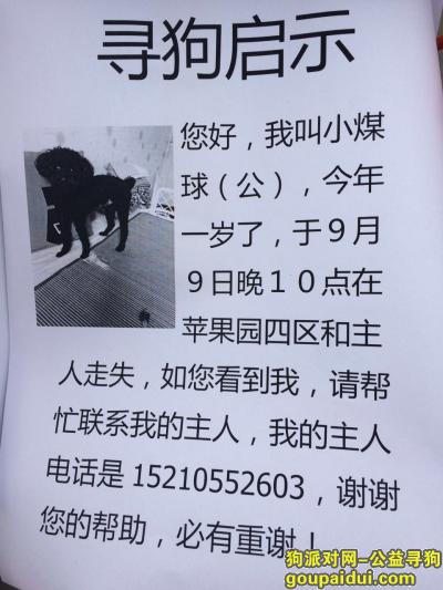 【北京找狗】，寻狗启示 北京石景山苹果园 黑色泰迪 男孩 1岁5斤短毛，它是一只非常可爱的宠物狗狗，希望它早日回家，不要变成流浪狗。