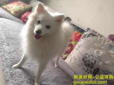【郑州找狗】，寻狗启示 悬赏1000元寻银狐狗，它是一只非常可爱的宠物狗狗，希望它早日回家，不要变成流浪狗。