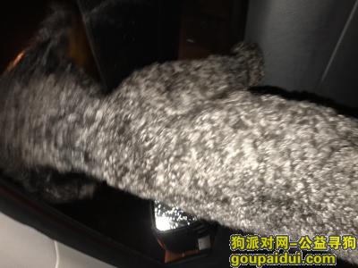 【上海找狗】，9月9日早上6点不小心跑出去丢了，2岁标准型黑泰迪，它是一只非常可爱的宠物狗狗，希望它早日回家，不要变成流浪狗。