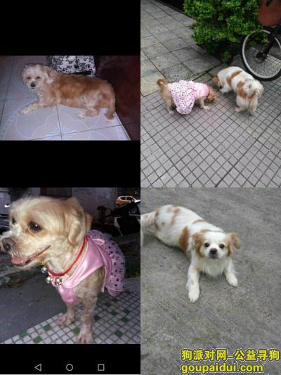 【江门找狗】，江门市蓬江区象山新村寻找两只爱犬，它是一只非常可爱的宠物狗狗，希望它早日回家，不要变成流浪狗。