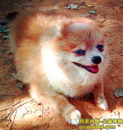 【长沙找狗】，寻找老年黄色博美母犬丫头，它是一只非常可爱的宠物狗狗，希望它早日回家，不要变成流浪狗。