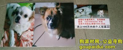 【广州找狗】，大唐地铁站傍连连丢两条爱犬，它是一只非常可爱的宠物狗狗，希望它早日回家，不要变成流浪狗。