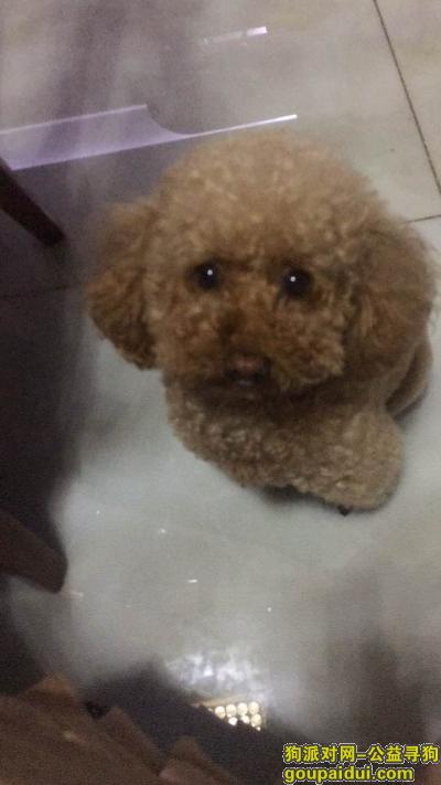 上海虹口区青云路华昌路重金寻找棕色泰迪，它是一只非常可爱的宠物狗狗，希望它早日回家，不要变成流浪狗。