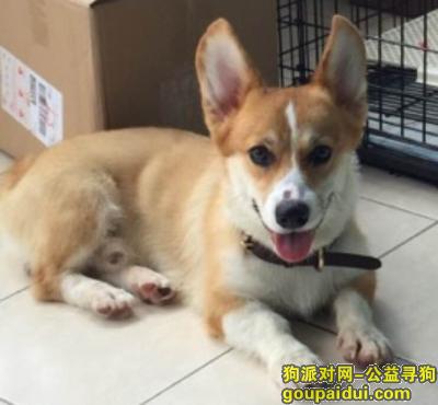 【上海找狗】，上海长宁区长宁路凯旋路重金寻找柯基弟弟，它是一只非常可爱的宠物狗狗，希望它早日回家，不要变成流浪狗。