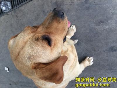 【廊坊找狗】，三河燕郊一只像小七的拉布拉多被偷，它是一只非常可爱的宠物狗狗，希望它早日回家，不要变成流浪狗。