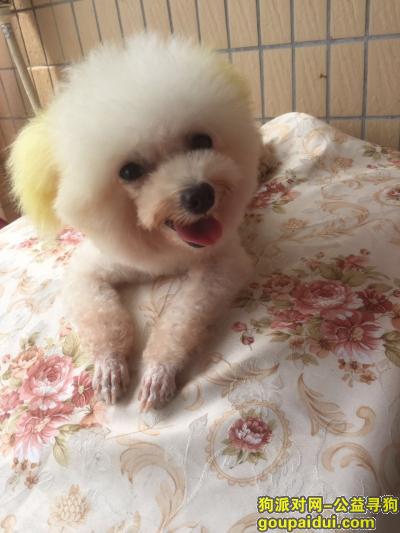 【深圳找狗】，龙华新区观澜寻找白色贵宾，它是一只非常可爱的宠物狗狗，希望它早日回家，不要变成流浪狗。