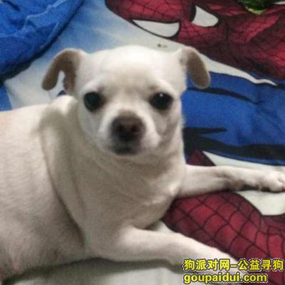 求求大家帮我找狗 狗狗丢失地点为哈尔滨市香坊区东门街与延福街交叉口，它是一只非常可爱的宠物狗狗，希望它早日回家，不要变成流浪狗。