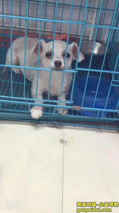三源路曹杨路路口丢失白色泰迪比熊串，它是一只非常可爱的宠物狗狗，希望它早日回家，不要变成流浪狗。