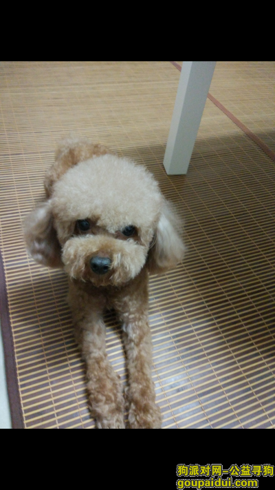 【上海找狗】，寻找小泰迪 - 麻团，它是一只非常可爱的宠物狗狗，希望它早日回家，不要变成流浪狗。
