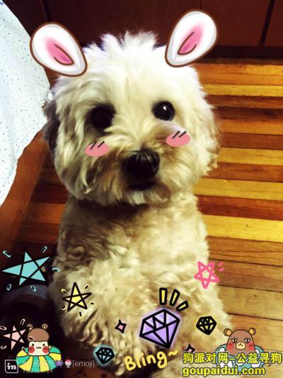 【上海找狗】，寻狗：上海普陀区兰溪路北石路丢失奶茶色泰迪犬，它是一只非常可爱的宠物狗狗，希望它早日回家，不要变成流浪狗。