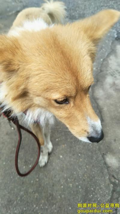 昨天在青山建一路捡到一只狗，它是一只非常可爱的宠物狗狗，希望它早日回家，不要变成流浪狗。