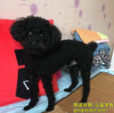寻狗启示 北京石景山苹果园附近丢失一只黑色泰迪 男孩，它是一只非常可爱的宠物狗狗，希望它早日回家，不要变成流浪狗。