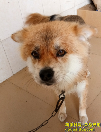 惠州寻狗，镇隆镇大路背变电站丢失一条黄色宠物狗，它是一只非常可爱的宠物狗狗，希望它早日回家，不要变成流浪狗。