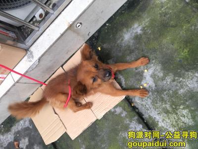成都温江杨柳河附近，狗狗走丢，望好心人帮忙，它是一只非常可爱的宠物狗狗，希望它早日回家，不要变成流浪狗。