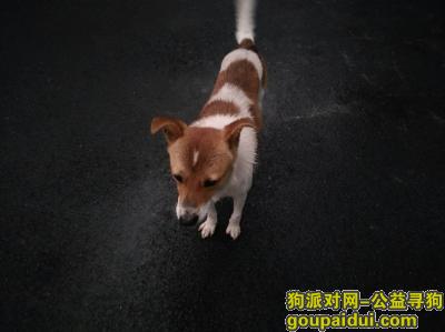 【上海捡到狗】，