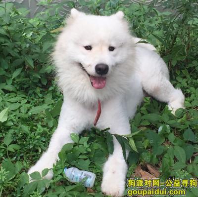 宁波寻狗网，寻狗 北仑区走失一只萨摩耶，它是一只非常可爱的宠物狗狗，希望它早日回家，不要变成流浪狗。