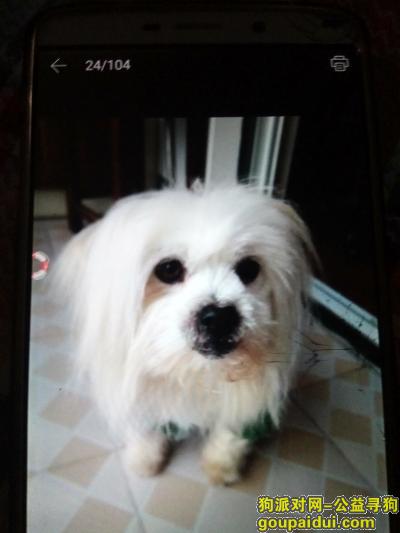 【上海找狗】，寻找走丢的白色西施爱犬，它是一只非常可爱的宠物狗狗，希望它早日回家，不要变成流浪狗。