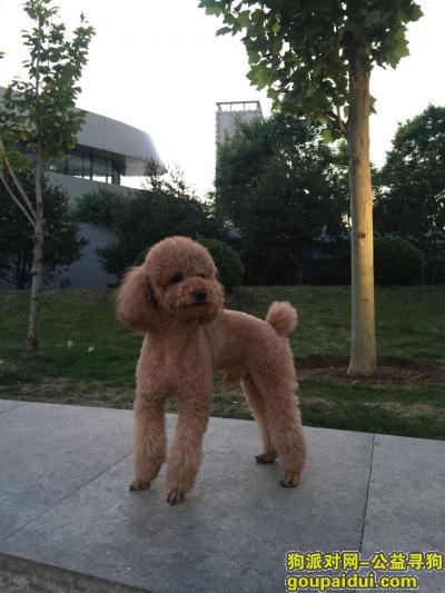 北京市朝阳区望京菜市场酬谢五千元寻找泰迪，它是一只非常可爱的宠物狗狗，希望它早日回家，不要变成流浪狗。