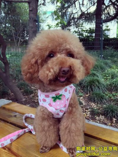 【上海找狗】，上海松江区九亭镇涞坊路丢失母贵宾，它是一只非常可爱的宠物狗狗，希望它早日回家，不要变成流浪狗。