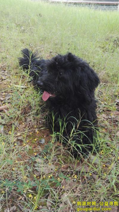 松雅湖捡到一只黑色公狗，寻主人，它是一只非常可爱的宠物狗狗，希望它早日回家，不要变成流浪狗。