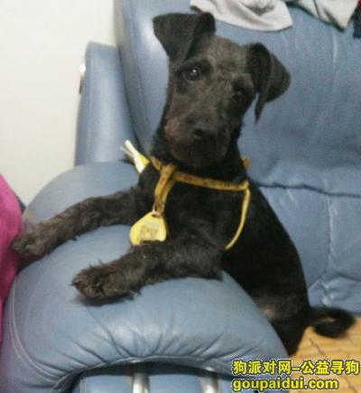 【南京找狗】，求好心人寻找爱狗带着黄色的项圈，它是一只非常可爱的宠物狗狗，希望它早日回家，不要变成流浪狗。