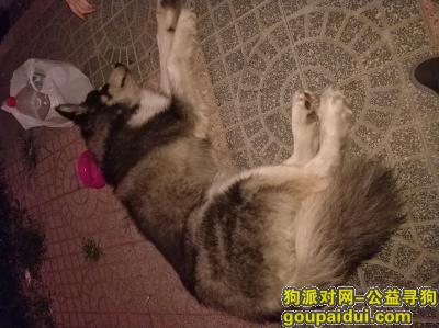 【北京捡到狗】，阿拉斯加犬，成犬公，双龙小区捡到，它是一只非常可爱的宠物狗狗，希望它早日回家，不要变成流浪狗。