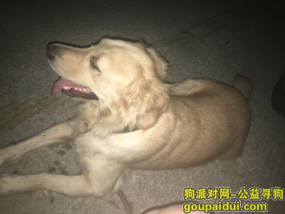 龙湾区捡到一只金毛现寻主人，它是一只非常可爱的宠物狗狗，希望它早日回家，不要变成流浪狗。