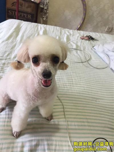 【上海找狗】，重金寻狗 麻烦各位帮忙寻找，它是一只非常可爱的宠物狗狗，希望它早日回家，不要变成流浪狗。